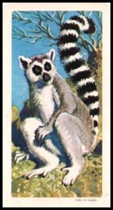 1 Ring Tailed Lemur
